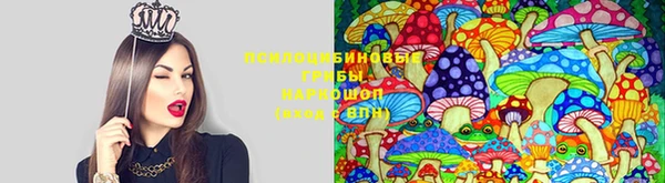 ГАЛЛЮЦИНОГЕННЫЕ ГРИБЫ Ельня